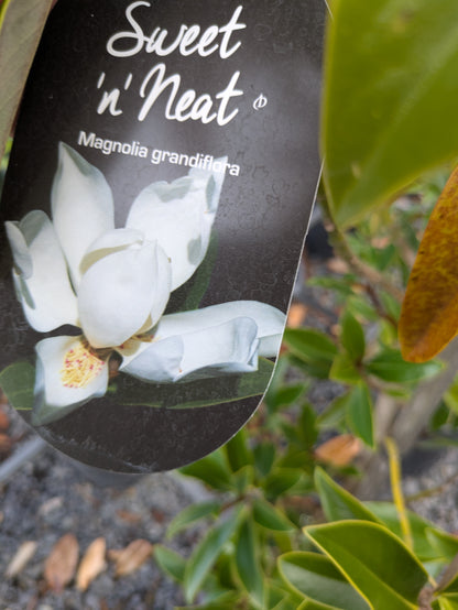 Magnolia grandiflora Sweet and Neat