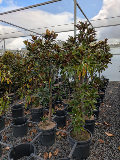Magnolia grandiflora Sweet and Neat