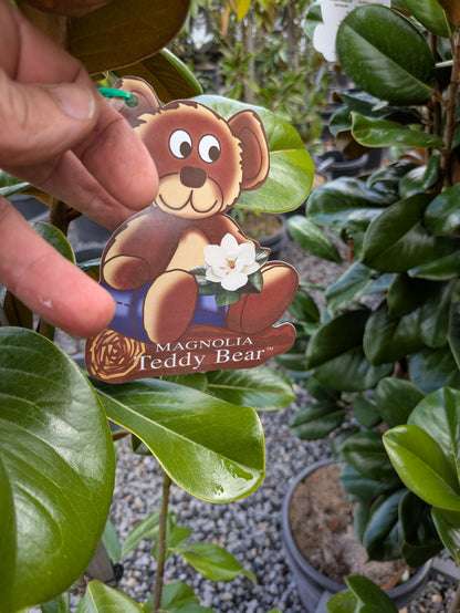 Magnolia grandiflora Teddy Bear