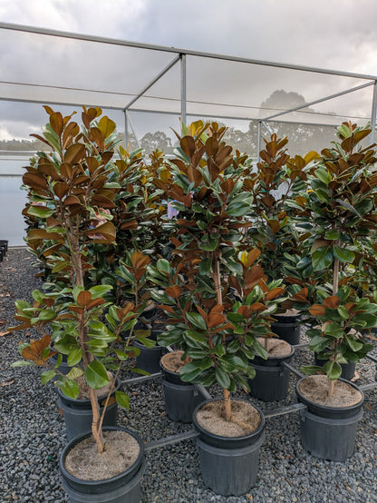 Magnolia grandiflora Teddy Bear