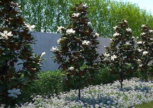Magnolia grandiflora 'Little Gem'