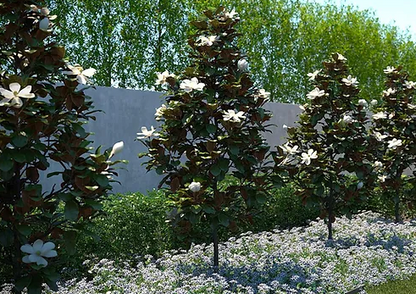 Magnolia grandiflora 'Little Gem'