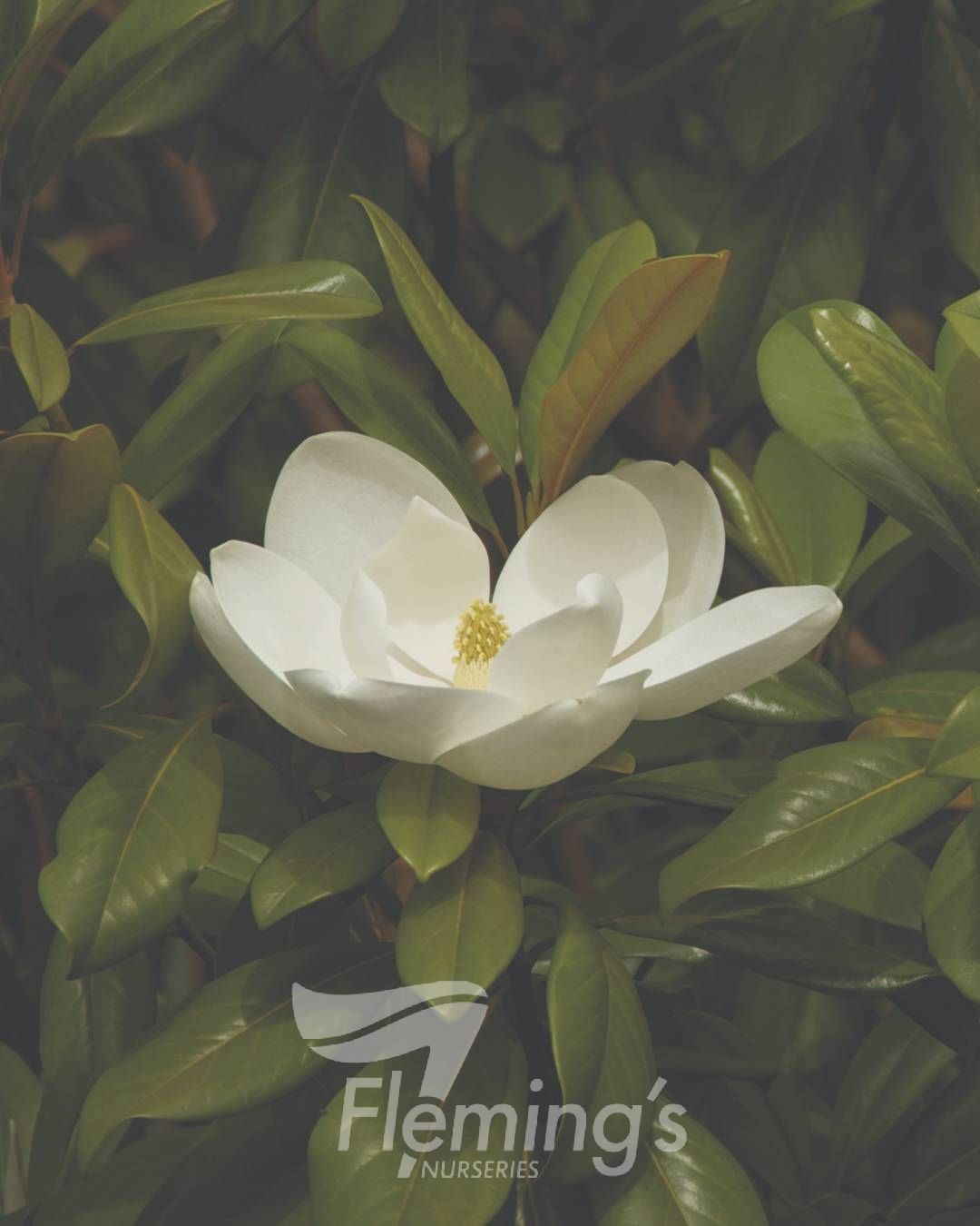 Magnolia grandiflora (MGTIG)  Greenback™