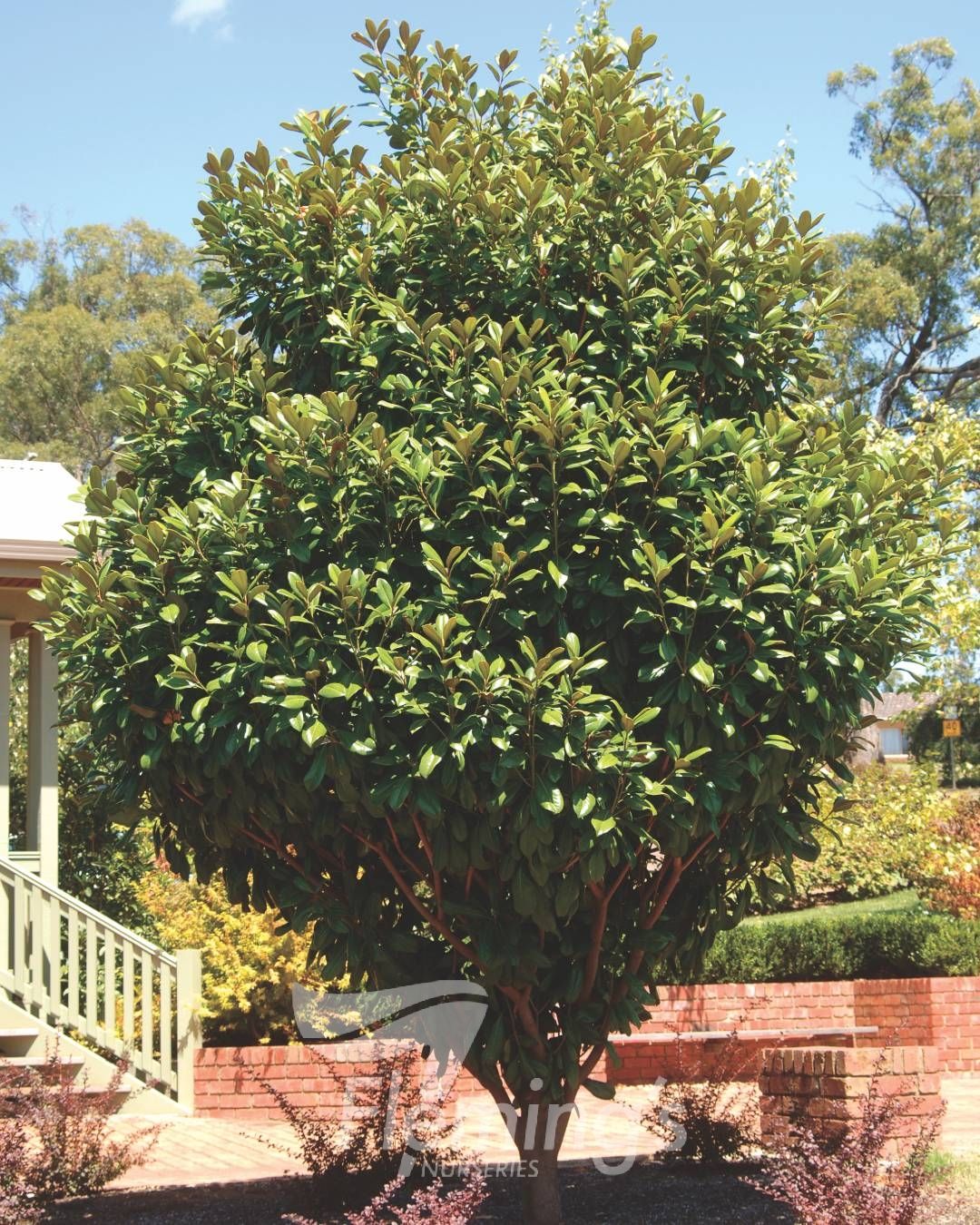 Magnolia grandiflora (MGTIG)  Greenback™