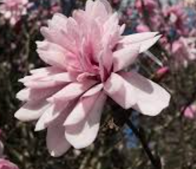 Magnolia loebneri Pink Perfection