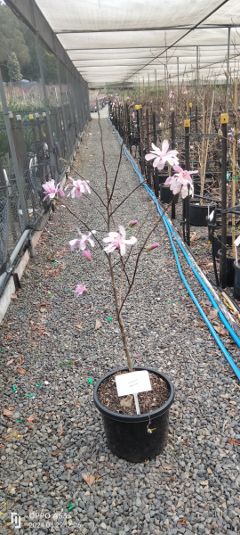 Magnolia loebneri Leonard Messell