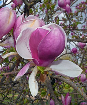 Magnolia soulangeana Rustica Rubra