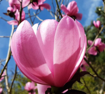 Magnolia sprengeri Diva Copeland Court