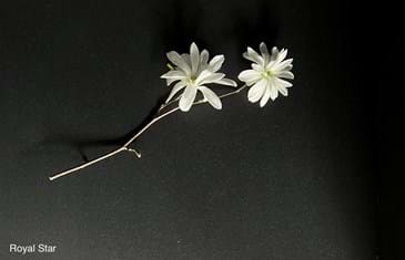 Magnolia stellata Royal Star