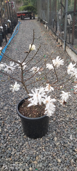 Magnolia stellata Royal Star