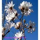 Magnolia stellata 'Water Lily'