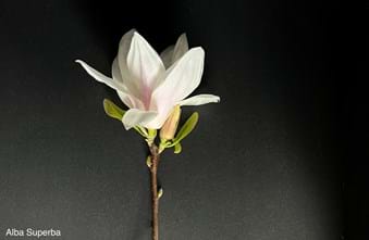 Magnolia x. soulangeana Alba Superba