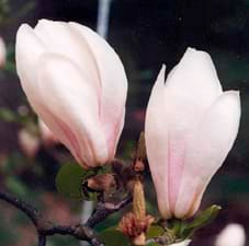 Magnolia x. soulangeana Brozzoni