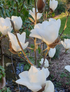 Magnolia x soulangeana Leda