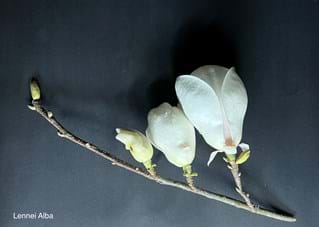 Magnolia x soulangeana Lennei Alba