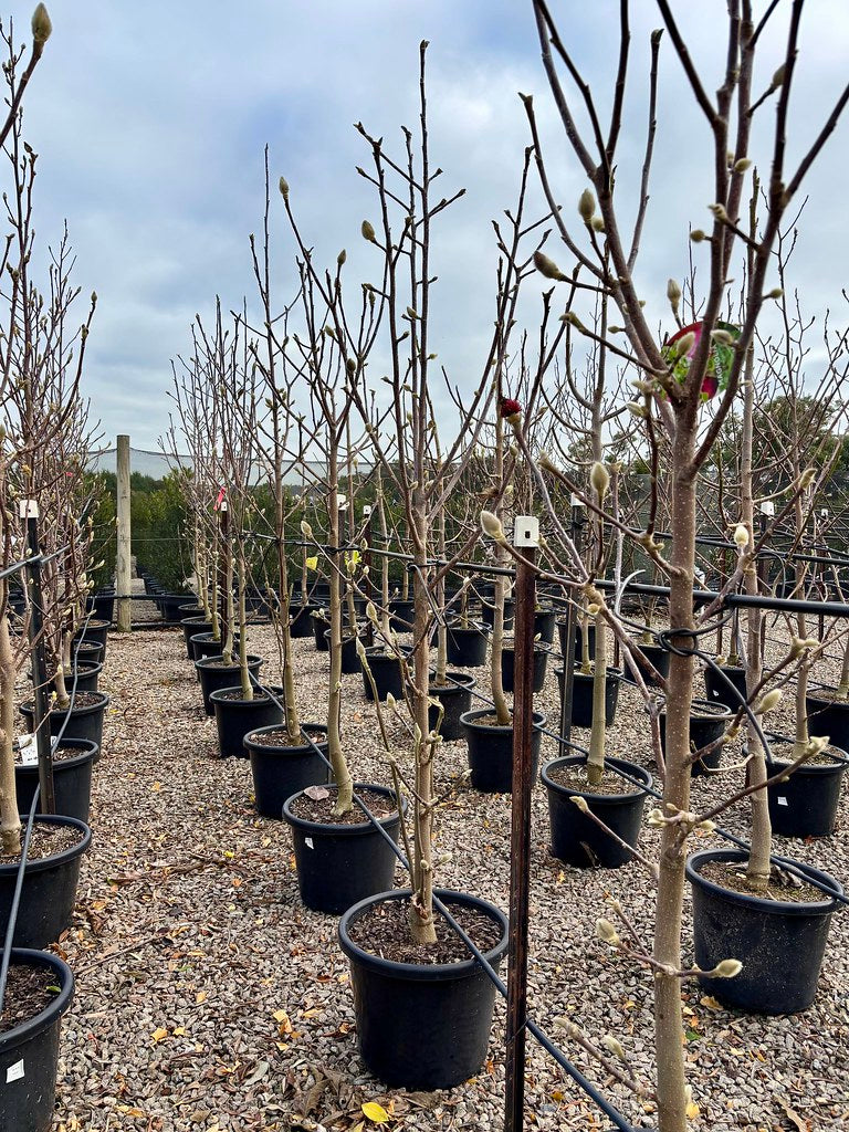 Magnolia x soulangeana 'Black Tulip' pbr