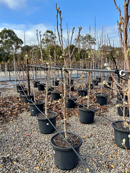 Magnolia x soulangeana 'Cameo'
