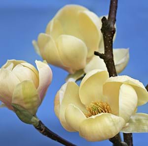 Magnolia x soulangeana 'HoneyTulip' pbr