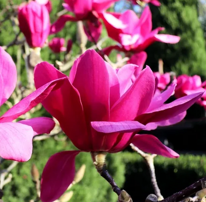 Magnolia x soulangeana 'Vulcan'