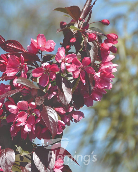 Malus Crimson Knight