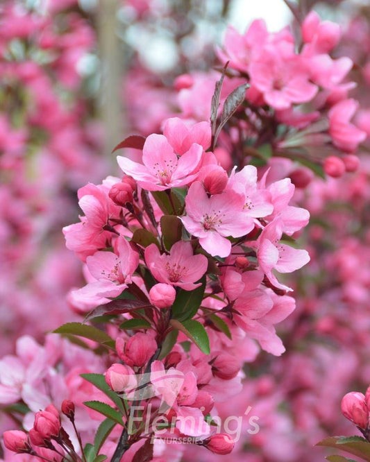 Malus Shotizam Showtime