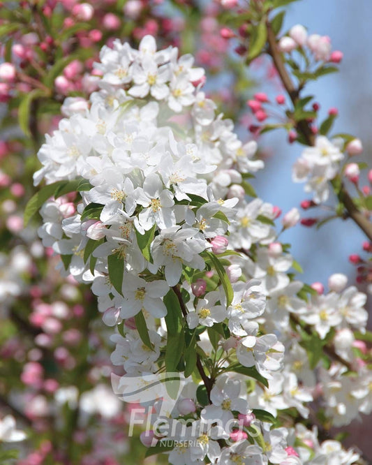 Malus Sutyzam Sugar Tyme