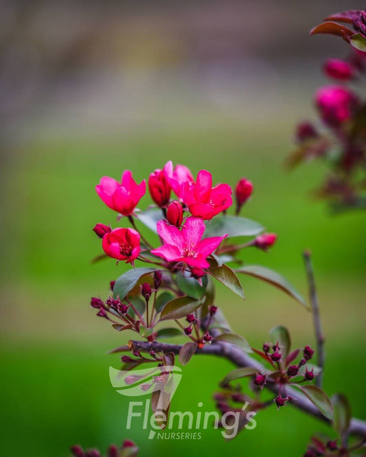 Malus Tom Matthews