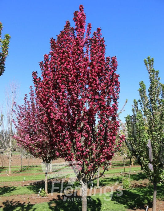 Malus (JFS-KW213MX)  Raspberry Spear™