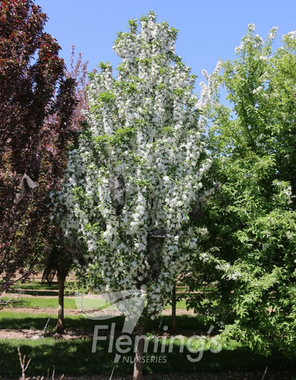 Malus (JFS-KW214MX)  Ivory Spear™