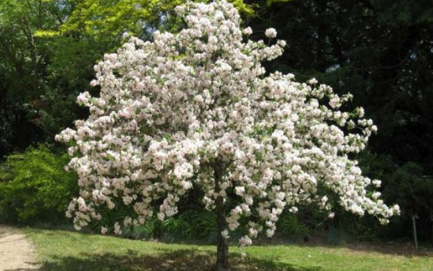 Malus ioensis 'Plena'