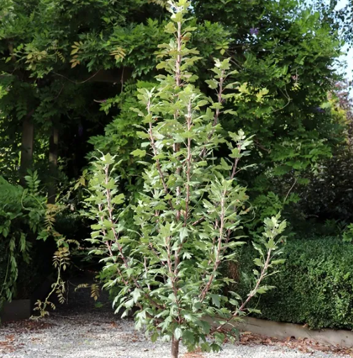 Malus trilobata