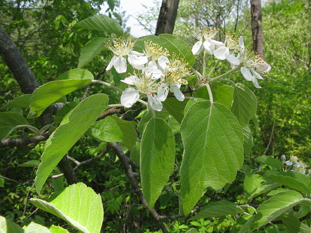 Malus tschonoskii