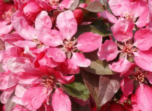 Malus x moerlandsi Profusion