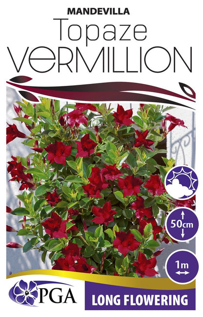 Mandevilla 'Topaze Vermillion'