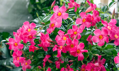 Mandevilla Tourmaline Rose