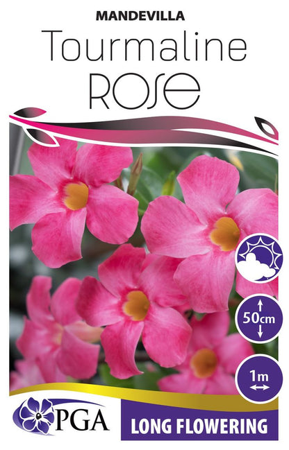 Mandevilla Tourmaline Rose