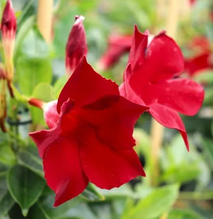 Mandevilla 'Aloha Burgundy' pbr
