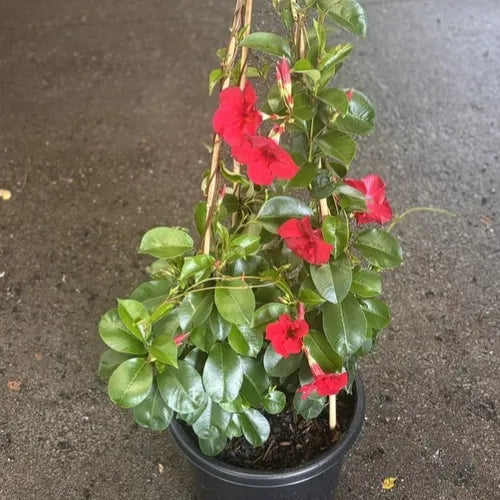 the plant broker