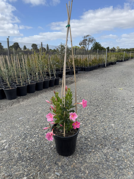Mandevilla (MAND02) All Seasons Pink
