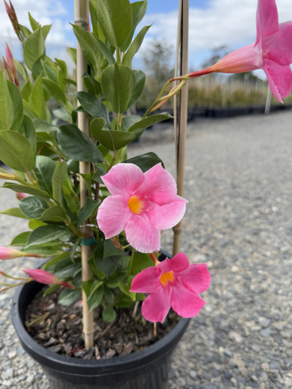 Mandevilla (MAND02) All Seasons Pink