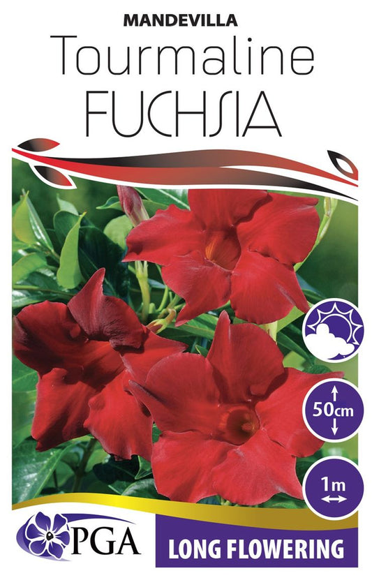 Mandevilla ‘Tourmaline Fuchsia’
