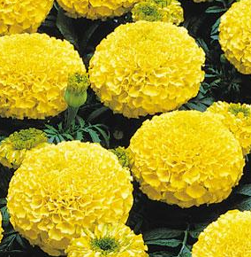 Marigold - African Queen