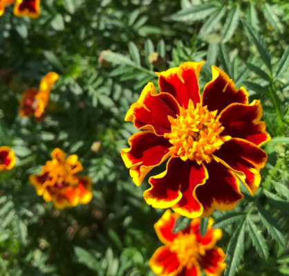 Marigold - Fireball