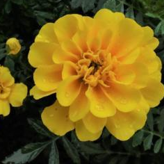 Marigold - Honeymoon