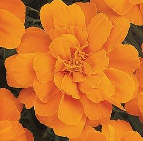 Marigold - Mirage