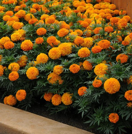 Marigold - Taishan Orange