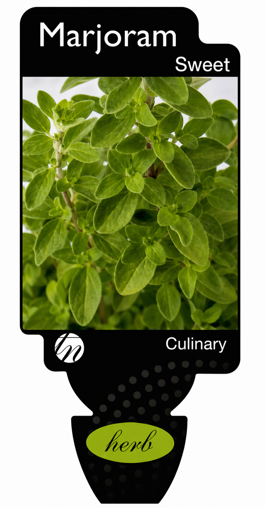Marjoram - Sweet Origanum marjorana