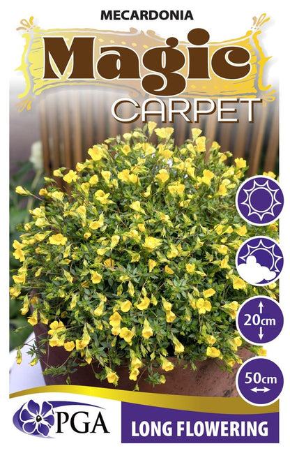 Mecardonia ‘Magic Carpet’
