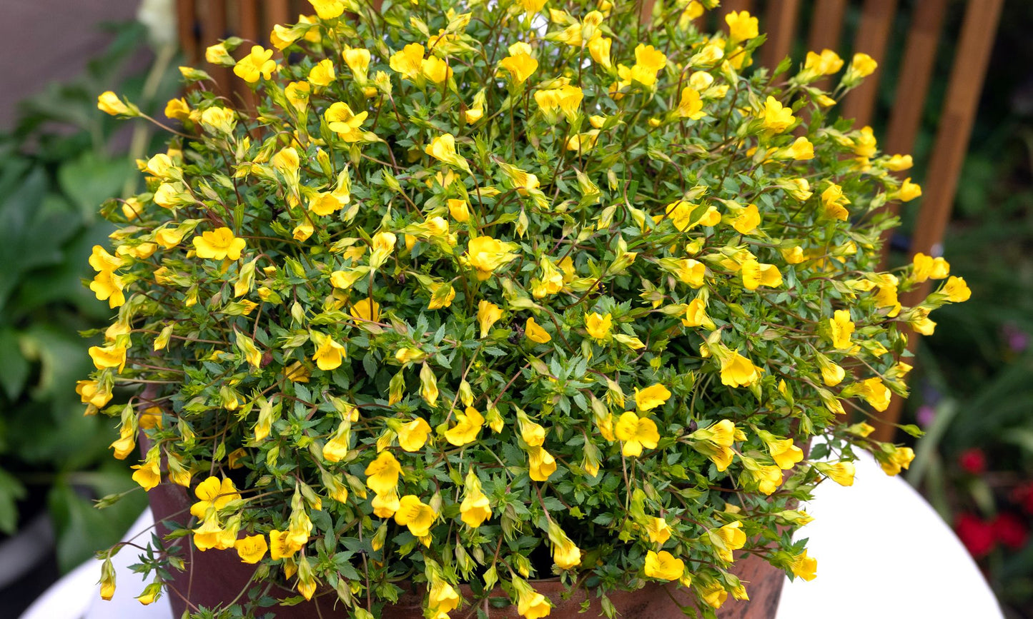 Mecardonia ‘Magic Carpet’