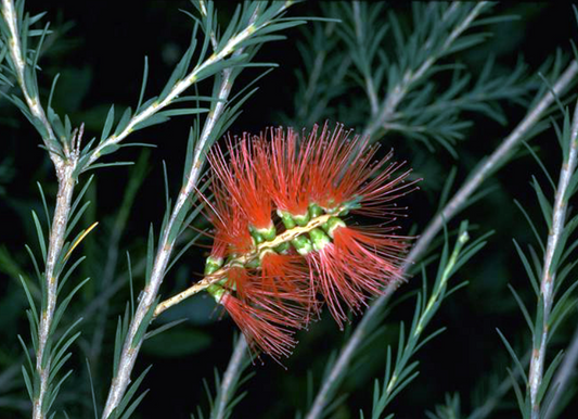Melaleuca lateritia